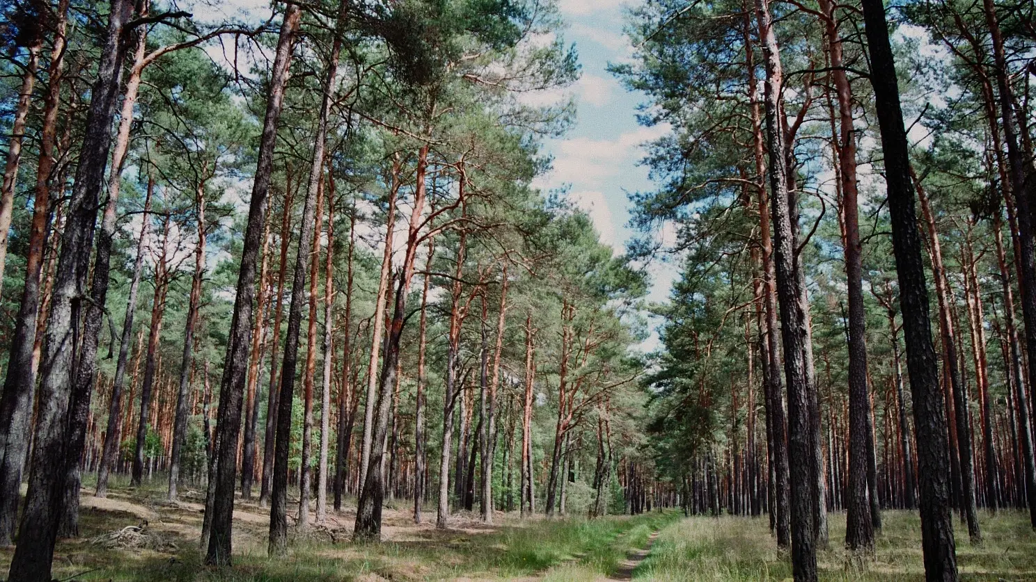 arboriculture